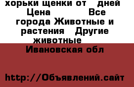 хорьки щенки от 35дней › Цена ­ 4 000 - Все города Животные и растения » Другие животные   . Ивановская обл.